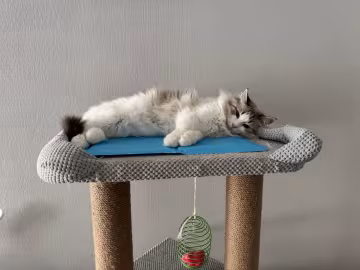 Котик, зображення: Знай.ua