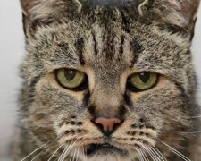 Британський Мускатик може стати найстарішим котом планети