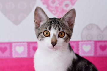 кошка, фото pxhere