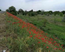 У Дніпрі знайшли ідеальне місце для селфи — красуні, поспішайте на фотосесію