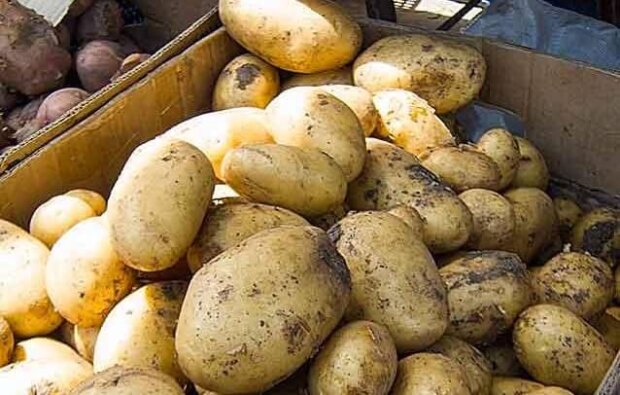 Молода картопля, скріншот