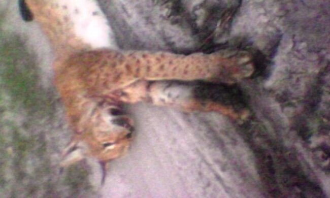 В Ровенской области бешеная рысь чуть не убила трехлетнего ребенка (фото)