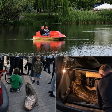 Сом з озера Балатон у Варшаві