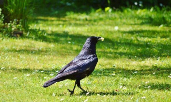 Ворон навчать прибирати за людьми-свинями