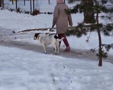 Прогулка с собакой, фото: скриншот из видео