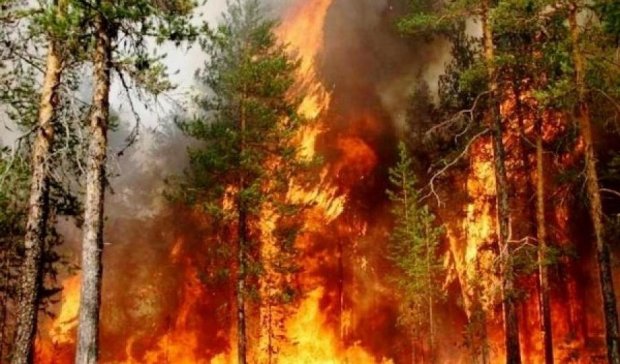 У РФ лісові пожежі: палають 80 тисяч га 