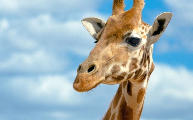 Как мило: в зоопарке Нью-Йорка родился жирафенок