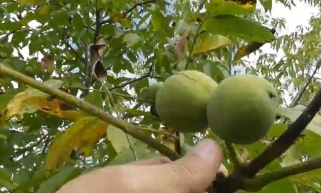 Орехи, скриншот с видео