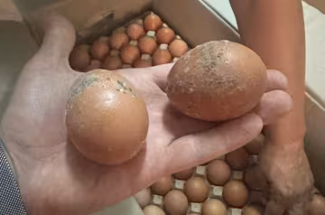 Испорченные продукты