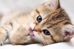 Більшість котів є шульгами - вчені