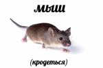 Интернет-мем, соцсети