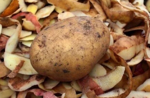 Картопляні лушпайки, фото domopravitelnitsa
