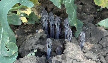 Вовчок гіллястий — бур'ян-паразит на городі
