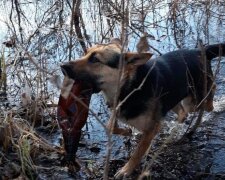 Хвостатый борец за экологию взялся чистить реки, горы мусора: учитесь, двуногие