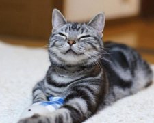 Животный теракт: кошка обесточила целый аэропорт