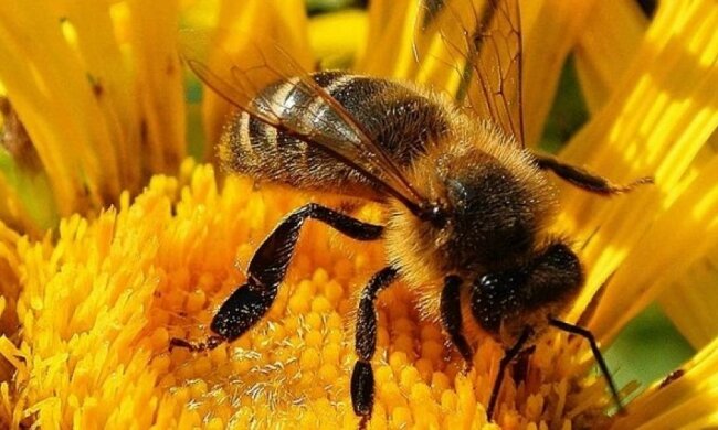 Пчелы спасут человечество от смертельных болезней 