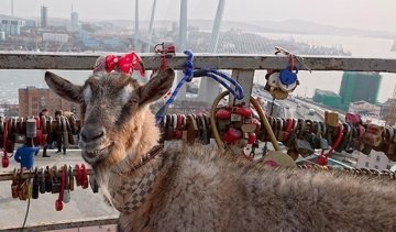 Козел Обама встретится с Меркель