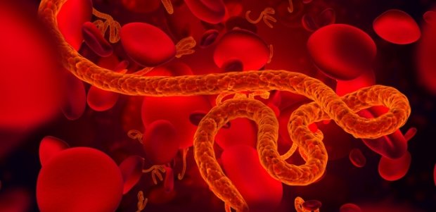 Все на сафари: ученые нашли лекарство от вируса Эболы