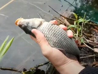 Короп, скріншот: Youtube