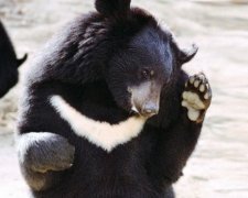 С виду безобидные медведи оказались людоедами