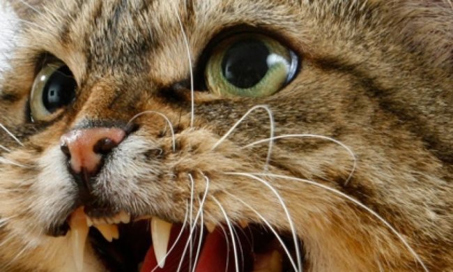 Американець до кішки викликав поліцію