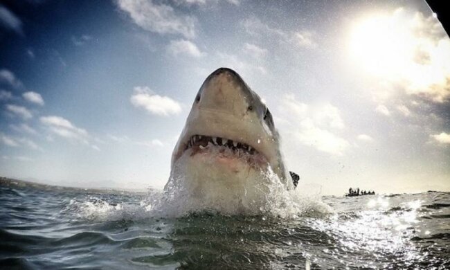 Из плавника акулы делают суп за $150 