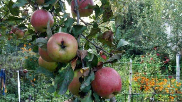 Фермери б’ють на сполох: українці можуть залишитись без яблук