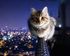 Всемирный день кошек 2017: интересные факты о питомцах