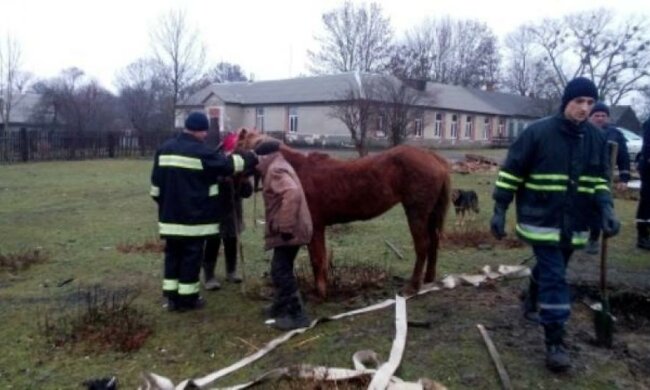 Спасатели вытащили из колодца коня (фото)