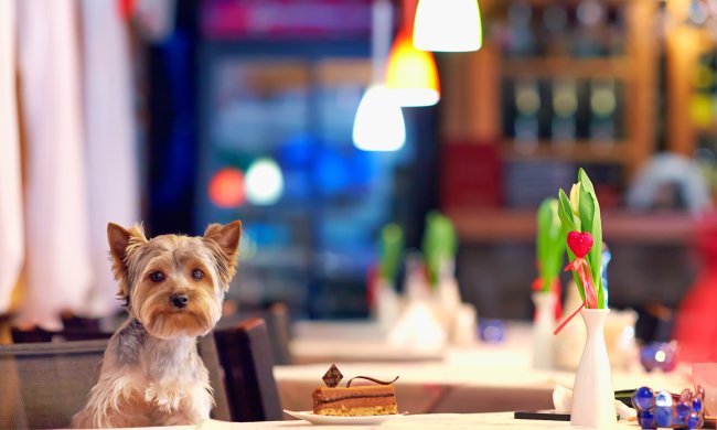 Страшне волохате чудовисько до гикавки налякало наївних зоозахисників: фото