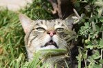 Котик в нюхательном трансе
