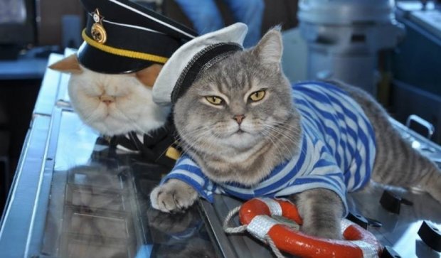 Коты-моряки стали звездами Facebook 
