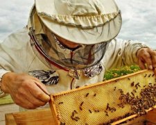 День пасечника Украины 19 августа: поразительные факты о меде