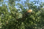 Под Запорожьем таинственно исчезла змея - ручная, шипела в подьезде