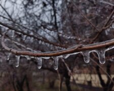 Ожеледиця, крижані дерева - фото Знай.ua