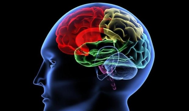 Вчені довели, що мозок має чотири виміри