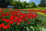 Тюльпани, парк, фото з вільних джерел