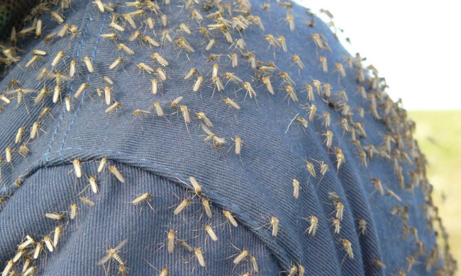 Дніпро заполонили гігантські комахи-монстри: люди бояться вийти на вулицю