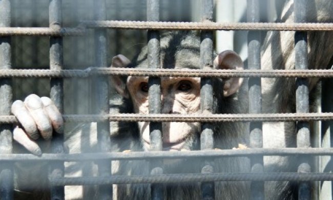 У Тернополі "зелені" активісти бойкотують виставку мавп