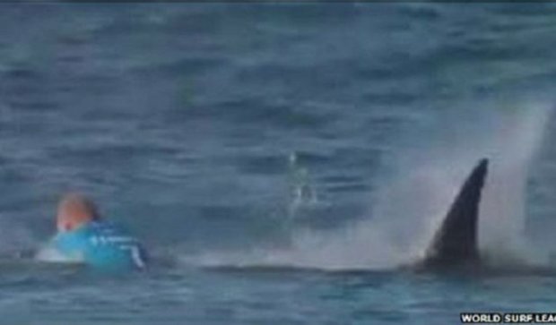  Лучшего серфингиста мира в прямом эфире атаковала акула (видео)