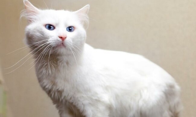 Кіт – домушник підкорив інтернет (відео)