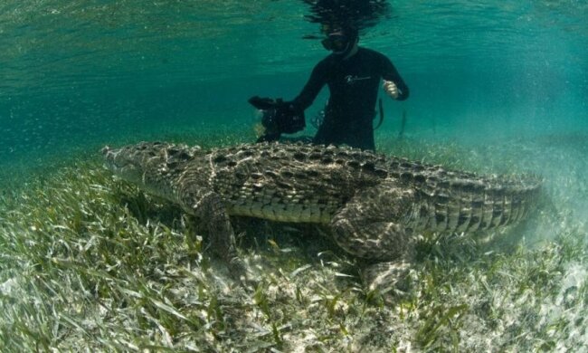 Фотограф розважився із гігантськими крокодилами