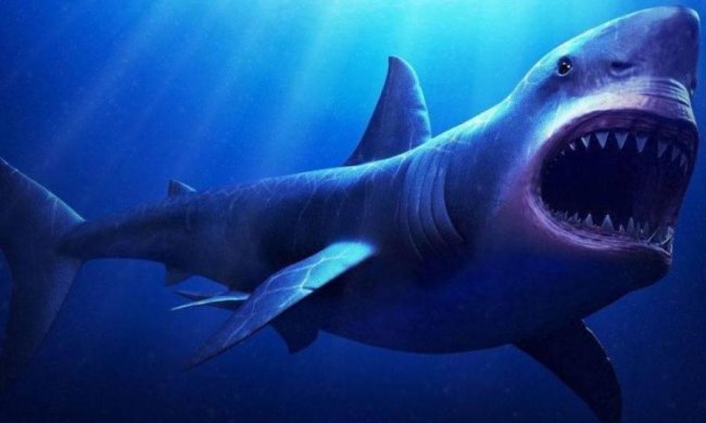 Акулу натягнуть на літак, і цьому є наукове пояснення