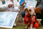 На пенсію - в 19: київська такса стала найстарішою собакою України
