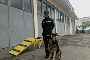 Спасают там, где не под силу людям: украинские собаки-герои поразили мир мужеством, посмотрите на этих пушистых красавцев