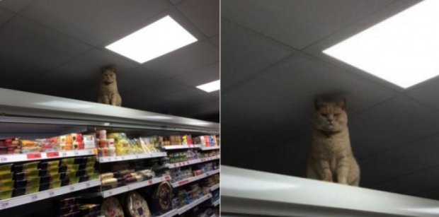 Кіт з Лондона відвідує супермаркет і ресторан (фото)