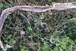 В Ужгороде нашли кожу змеи, фото zak-insider.com