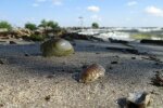 Пляжі Дніпропетровщини заполонили морські чудовиська — про відпочинок на узбережжі можна забути