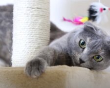 Кіт породи Scottish Fold. Фото: скриншот Youtube