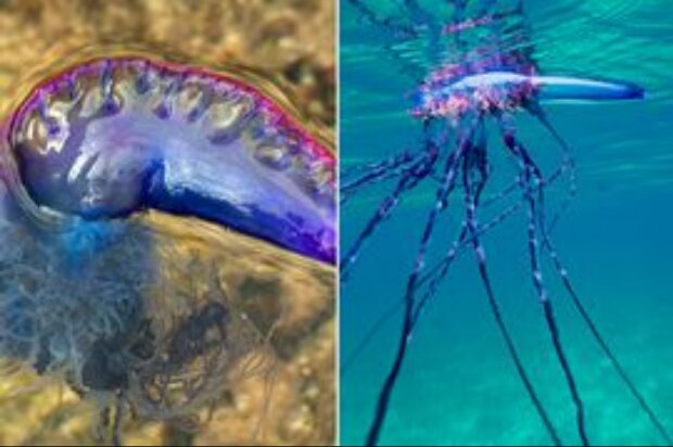 Ці медузи стали причиною низки смертей
